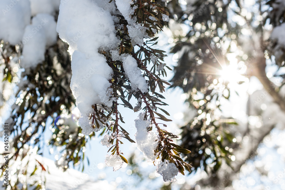 sun through snowy branch