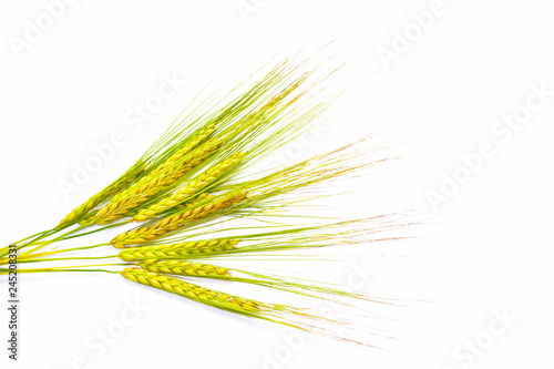wheat ears isolated on white background.
