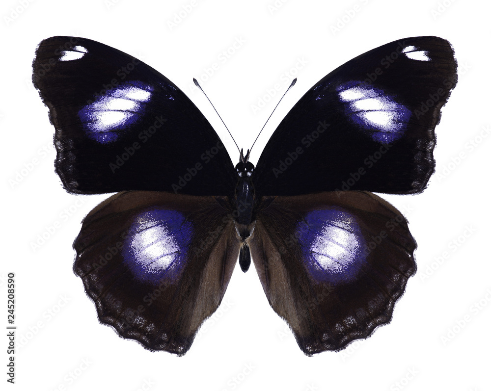 Fototapeta premium Motyl Bypolimnas Hypolimnas (mężczyzna) na białym tle