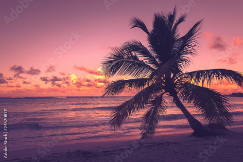 Palm tree silhouette on a tropical beach in sunset. Dominican Republic.