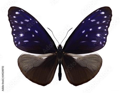 Butterfly Euploea mulciber mulciber (male) on a white background