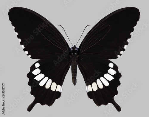 Butterfly Papilio polytes (male) on a gray background