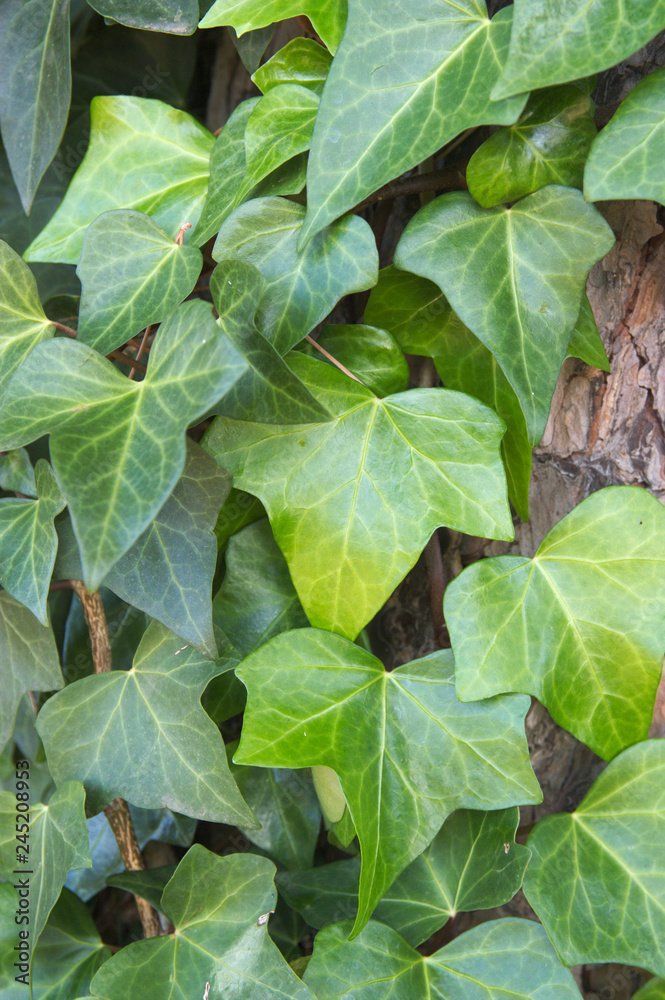 Textured background of natural green Textured background of natural green
