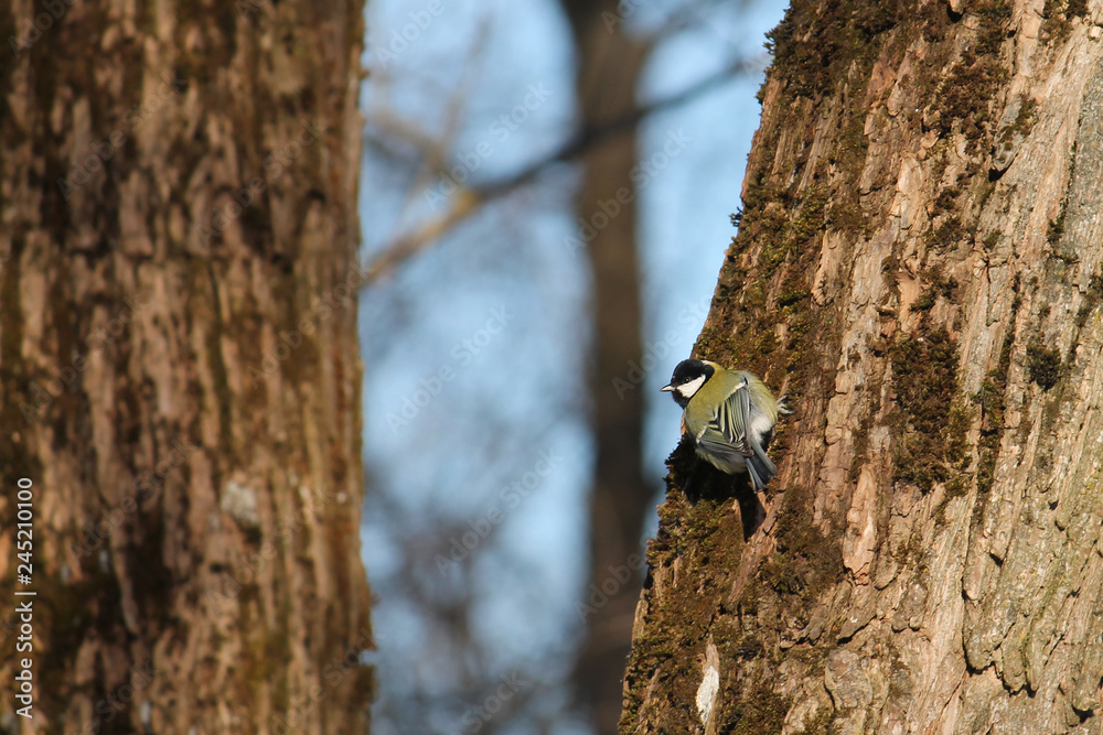 Great tit (Parus major) on tree trunk in search of food in winter, Belarus Great tit (Parus major) on tree trunk in search of food in winter, Belarus