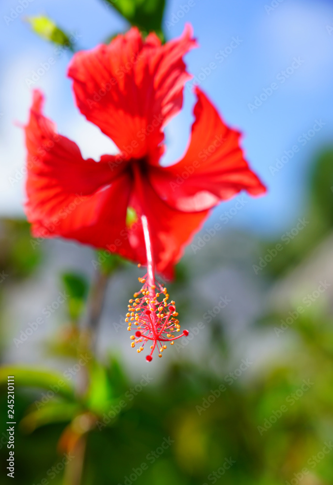 Red hibiscus flower in bloom Red hibiscus flower in bloom