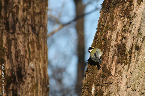 Great tit (Parus major) on tree trunk in search of food in winter, Belarus