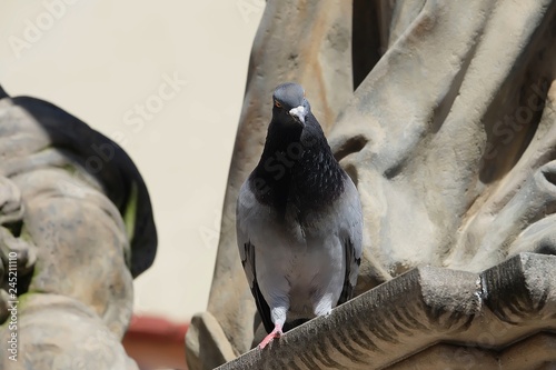 Pigeon standing looking down