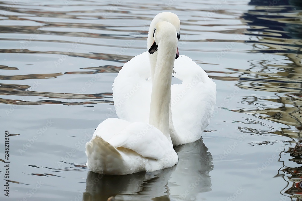 Obraz premium pair of swans