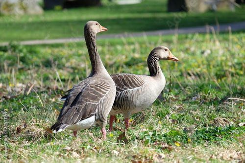 goose and goslings