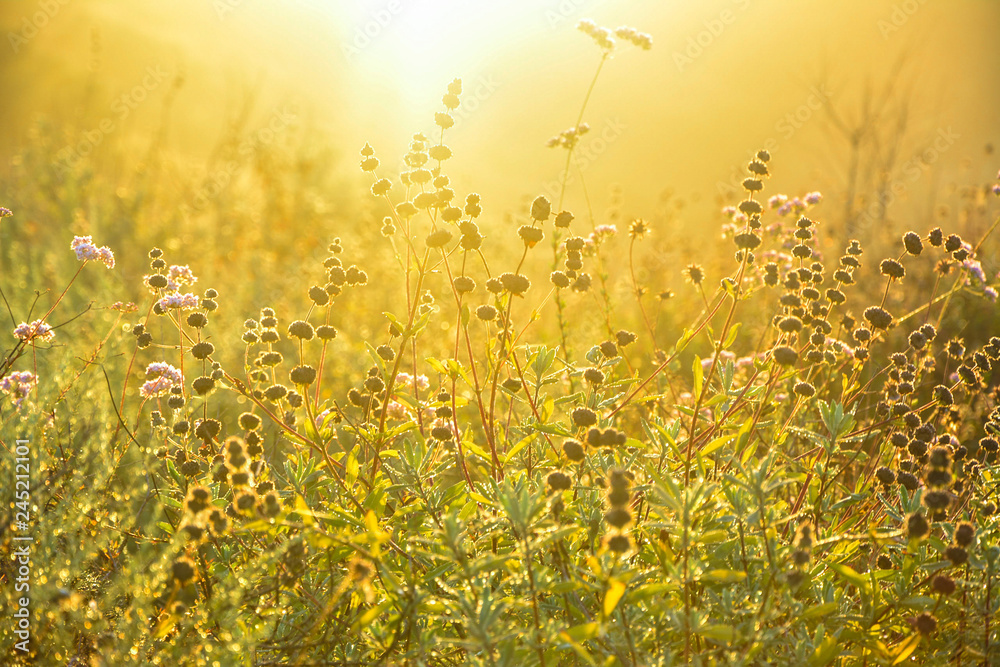 Wildflowers with radiant sun at dawn