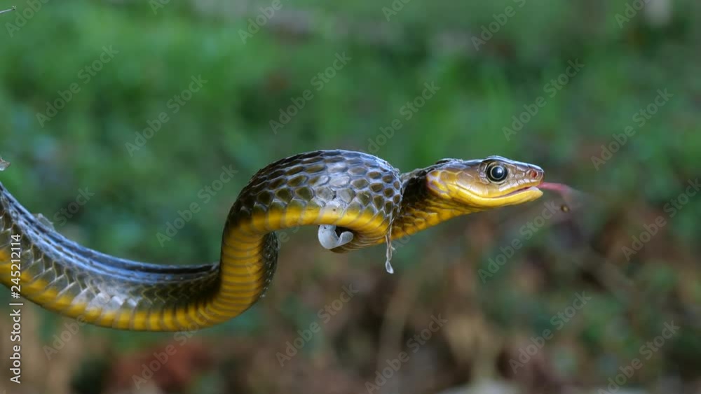 Common Sipo (Chironius exoletus) threat display. with open mouth and striking. It is starting to shed its old skin. In the Ecuadorian Amazon.
