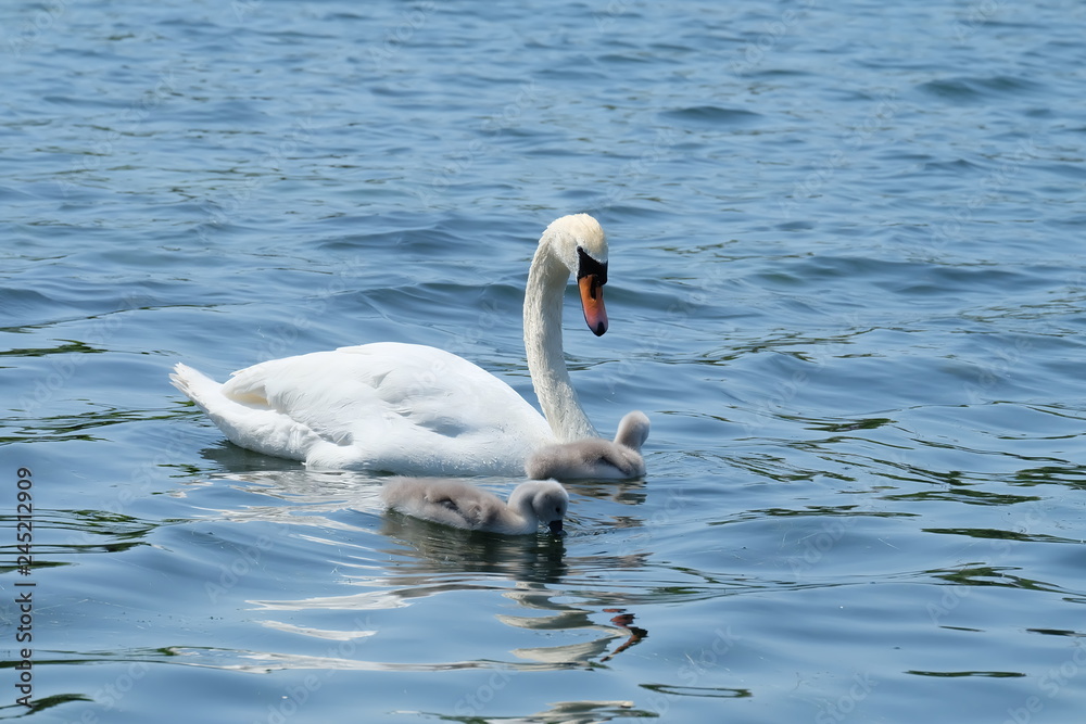 Fototapeta premium white swan on the lake