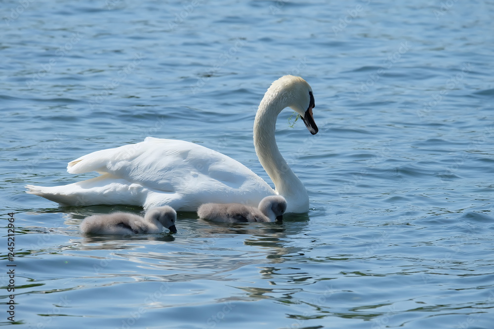 Fototapeta premium white swan on the lake