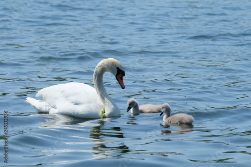family of swan on the lake