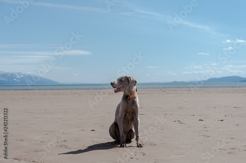 Weimaraner on beach