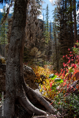 Autumn leaves in forest