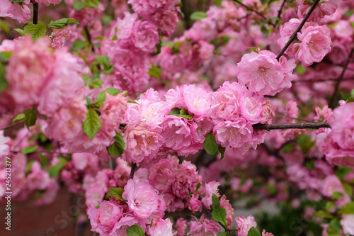 Beautiful Pink Cherry Blossom Flowers in spring © Maksim