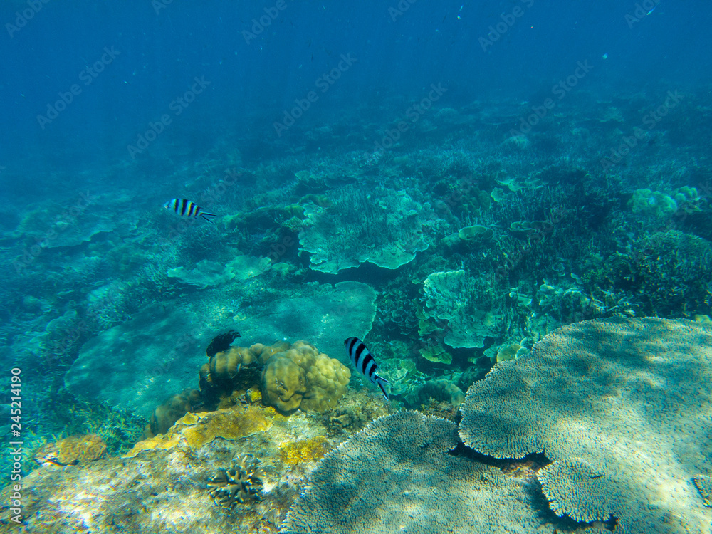 Fototapeta premium Tropical fish in coral reef. Seashore underwater photo. Coral fish in wild nature. Sea bottom perspective landscape