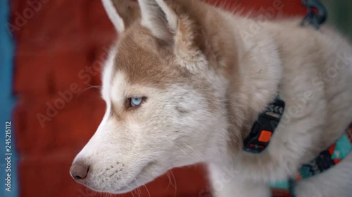 Dog siberian husky on winter background. FullHD high detailed footage. Shot on sony A7iii camera. photo