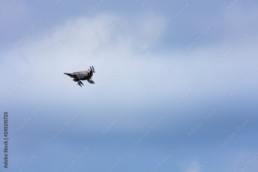 BUITRE LEONADO - GRIFFON VULTURE (Gyps fulvus) BUITRE LEONADO - GRIFFON VULTURE (Gyps fulvus)