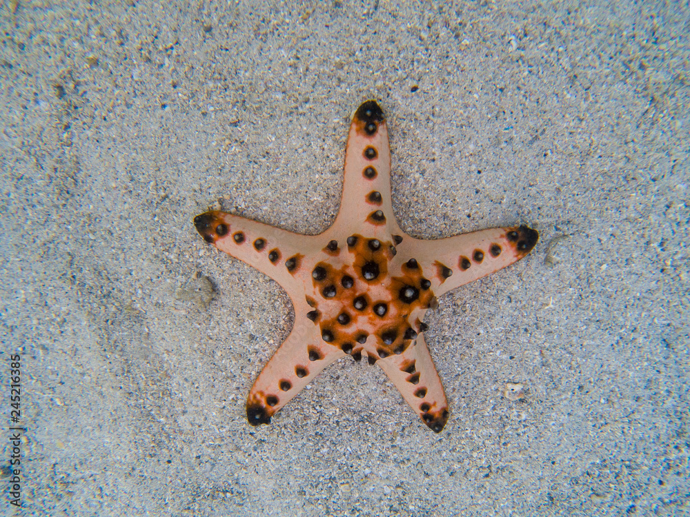 Natural starfish on white sand in sea water. Tropical sea water during low tide. Seashore underwater animal. Natural starfish on white sand in sea water. Tropical sea water during low tide. Seashore underwater animal.