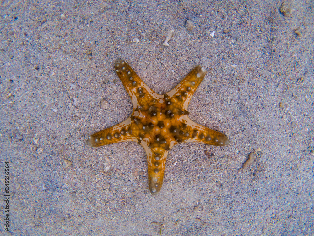 Orange starfish on white sand in sea water. Tropical sea water during low tide. Seashore underwater animal Orange starfish on white sand in sea water. Tropical sea water during low tide. Seashore underwater animal