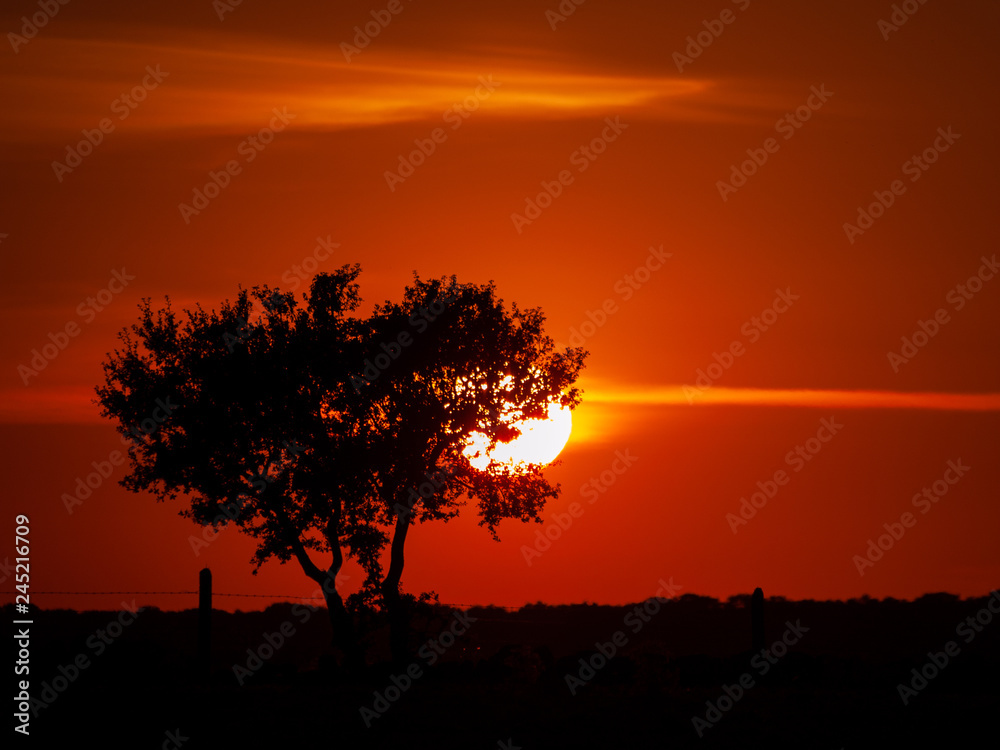 Romantic orange sky at the sunset with few clouds and chemtrails in the dehesa and tree silhouette