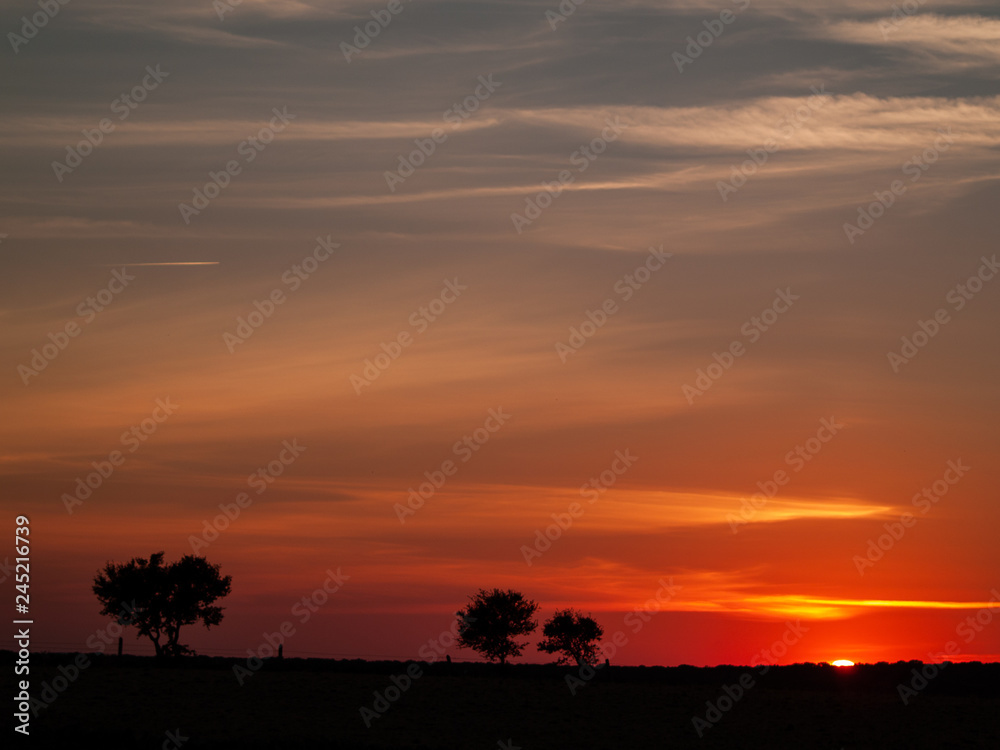 Romantic orange sky at the sunset with few clouds and chemtrails in the dehesa and tree silhouette