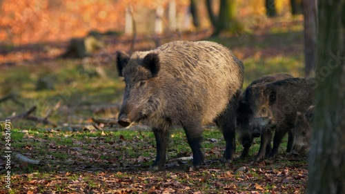 Wild boar mother with children