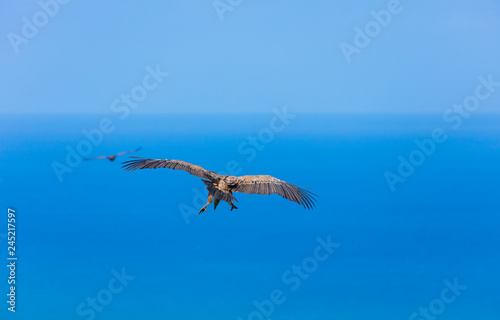 BUITRE LEONADO - GRIFFON VULTURE (Gyps fulvus) photo