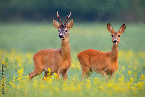 Obraz na plátně Roe deer, capreolus capreouls, couple int rutting season staring on a field with yellow wildflowers