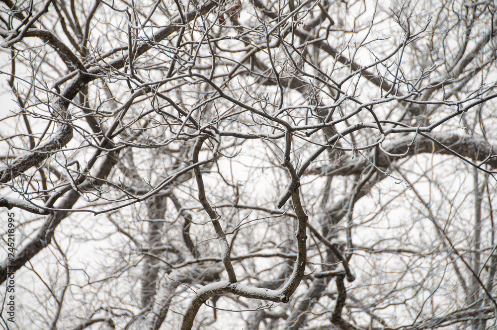 Obraz premium Abstract Branches