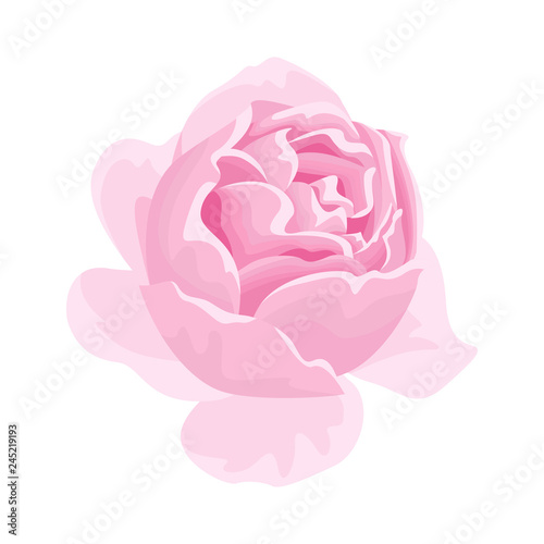 Tea fragrant pink rose flower icon. Vector illustration  in cartoon flat style isolated on white. 