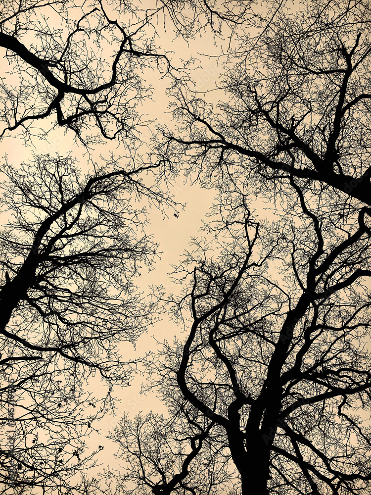 Tree tops at sunset Tree tops at sunset
