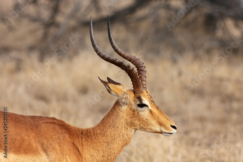 The detail of the head with horns of male impala (Aepyceros melampus) with face and muzzle with flies with yellow background
