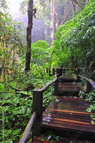 Mountain forest. Green forest in the mountains of Chiang Mai 