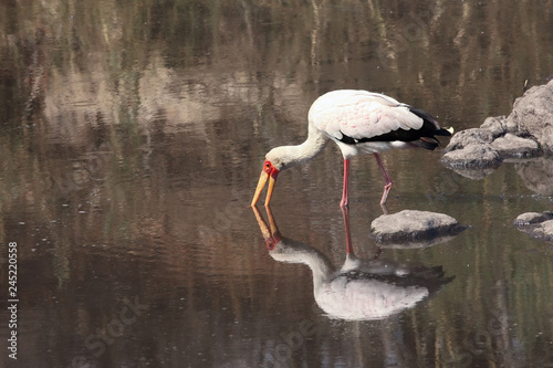 The yellow-billed stork (Mycteria ibis) is hunting in water dam with open bill and with reflection