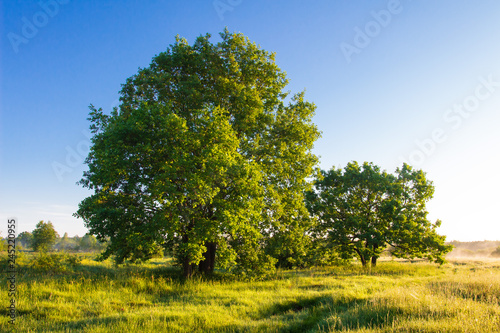 Summer morning landscape of trees on green fresh meadow