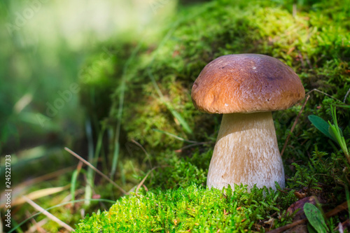 A large white mushroom grows on moss. The sun brightly illuminates the mushroom.