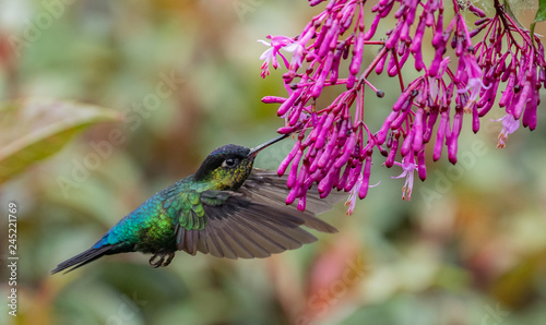 Humming Bird in Costa Rica 