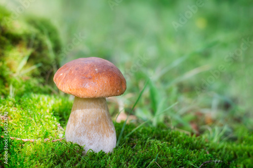 A large white mushroom grows on moss.