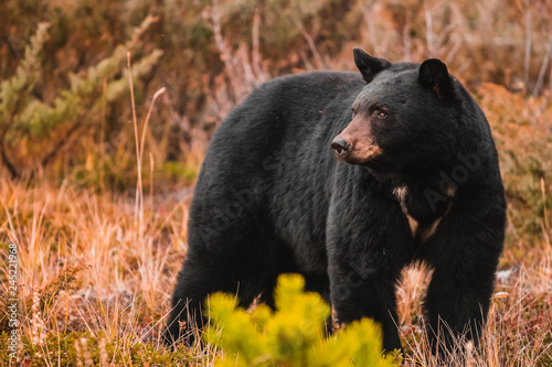 American black bear standing in grass