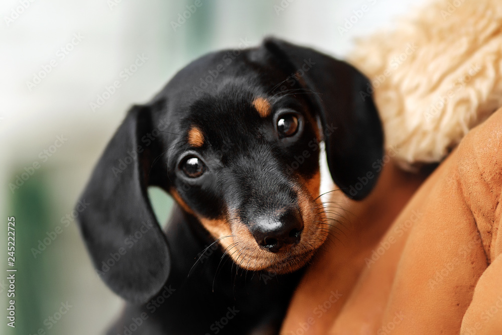 cute black tan puppy rabbit dachshund on a blue background Stock