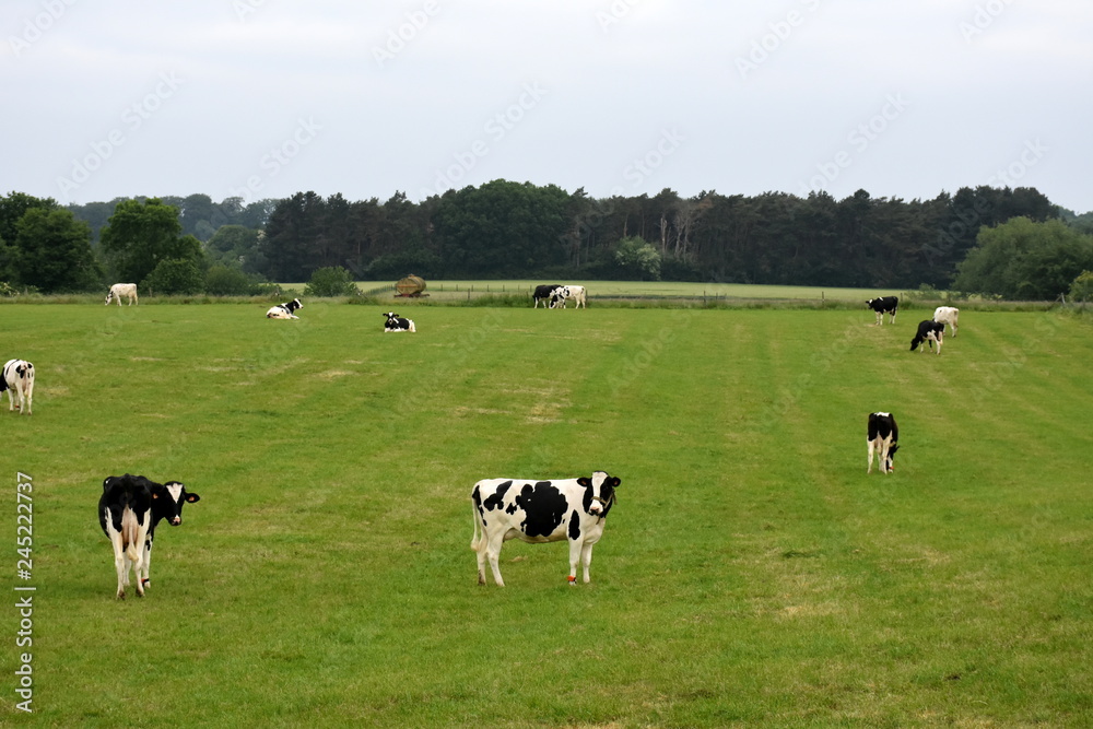 Meadow with Holstein Friesian cows