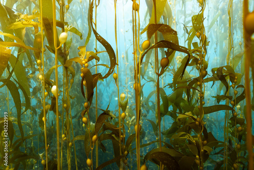 Underwater Kelp California photo