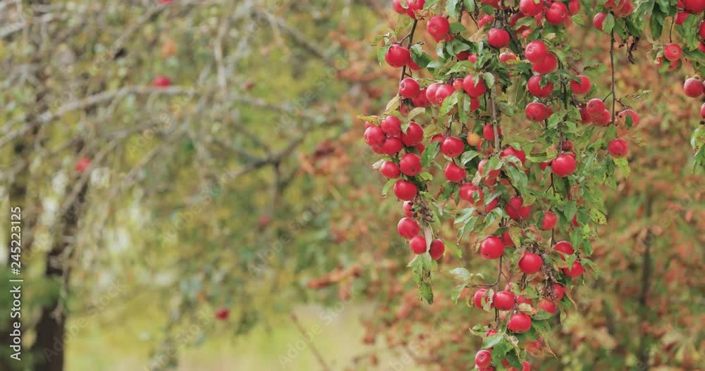 Branch Hung With Ripe Red Apples In Autumn Season