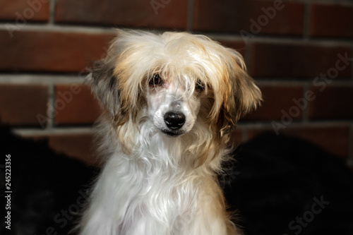 Chinese crested dog puff home portrait by the fireplace