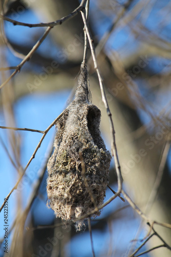 Old nest of Eurasian penduline tit (Remiz pendulinus) on tree in winter, Belarus photo