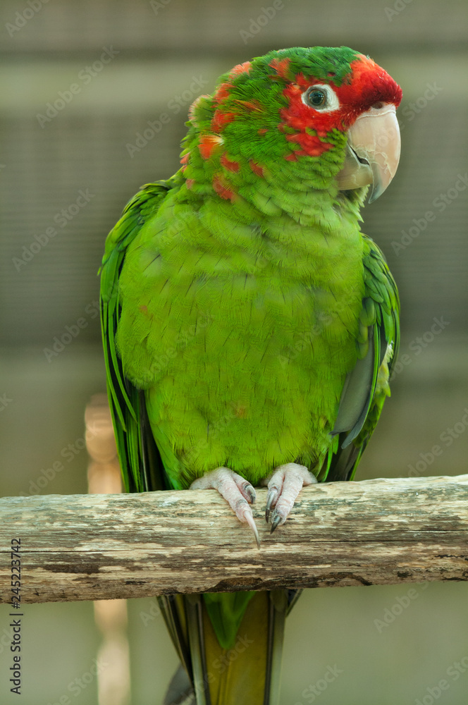 Close up of parrot perching on branch Close up of parrot perching on branch