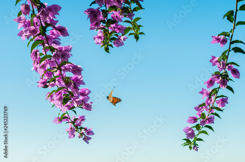 View of bougainvillea flowers against  clear sky photo